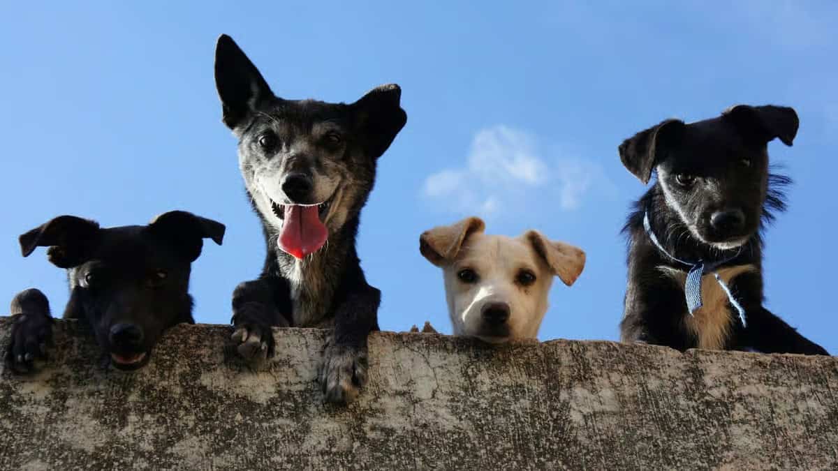 perros vuelven a casa historia viral